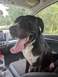 Found/Stray Male Dog last seen Loose on I-587, Wilson County, NC 27883