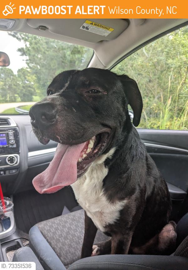 Found/Stray Male Dog last seen Loose on I-587, Wilson County, NC 27883