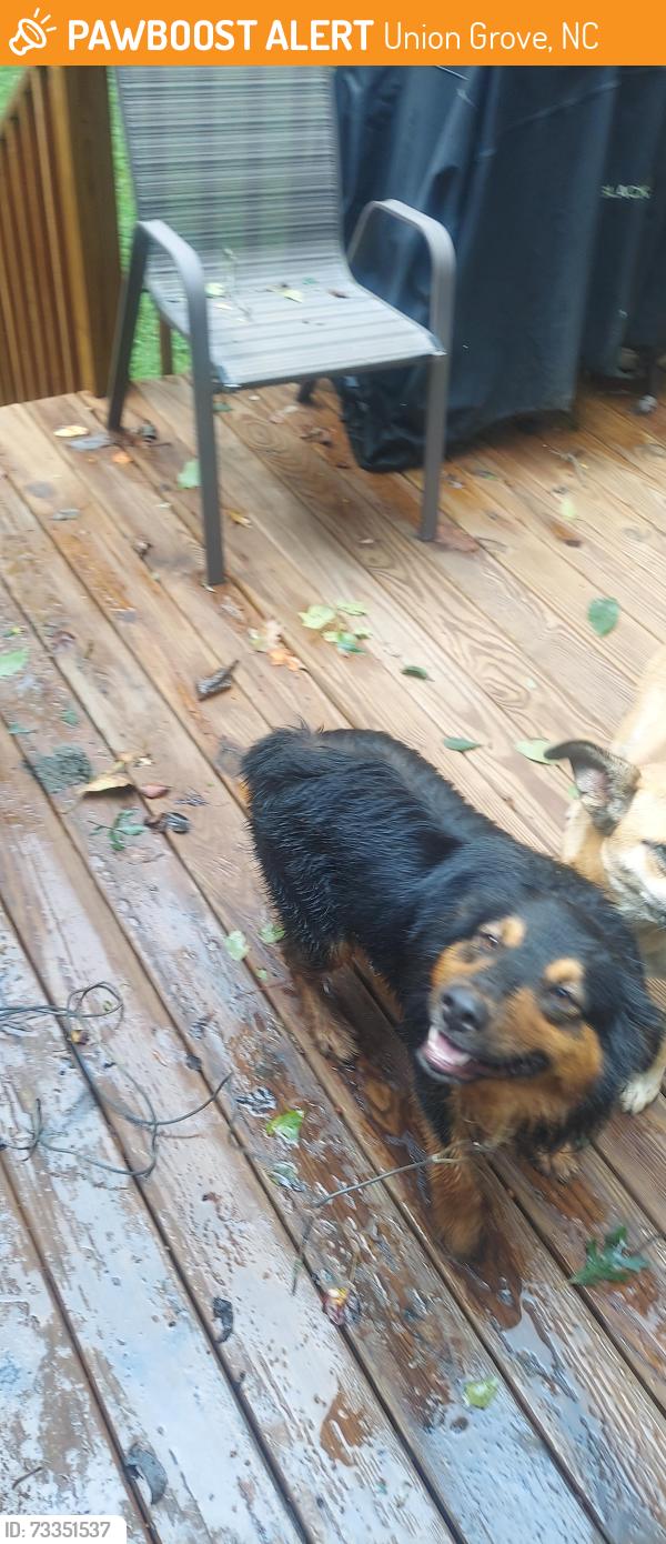 Found/Stray Male Dog last seen Union Grove and Tutterow rd, Union Grove, NC 28689