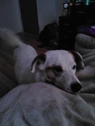 Lost Female Dog last seen Near and community, Edgewood, NM 87015