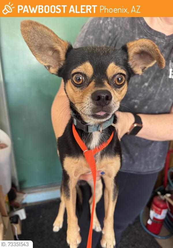 Found/Stray Male Dog last seen East Union Hills & 4th Street, Phoenix, AZ 85022