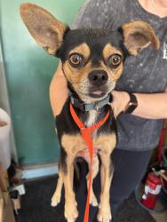 Found/Stray Male Dog last seen East Union Hills & 4th Street, Phoenix, AZ 85022