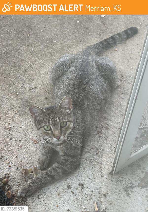 Found/Stray Female Cat last seen Goodman Drive and 66th Terrace, Merriam, KS 66202