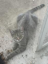Found/Stray Female Cat last seen Goodman Drive and 66th Terrace, Merriam, KS 66202