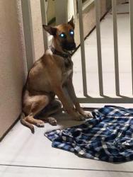 Found/Stray Female Dog last seen Monroe Street, Indio, CA 92201