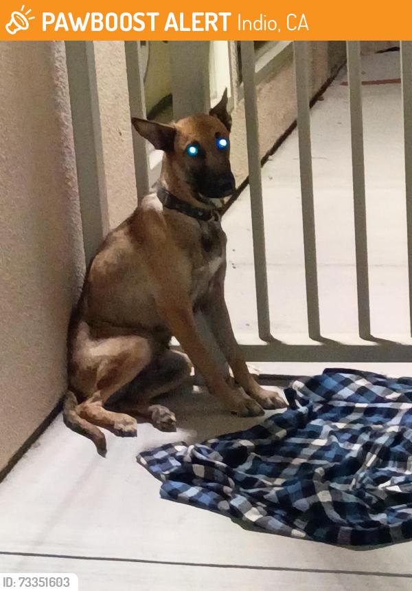 Found/Stray Female Dog last seen Monroe Street, Indio, CA 92201