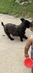 Reunited Male Dog last seen Nimitz Dr, Dallas, TX 75224
