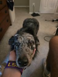 Reunited Female Dog last seen Grogans Mill & Crystal Lake, The Woodlands, TX 77380