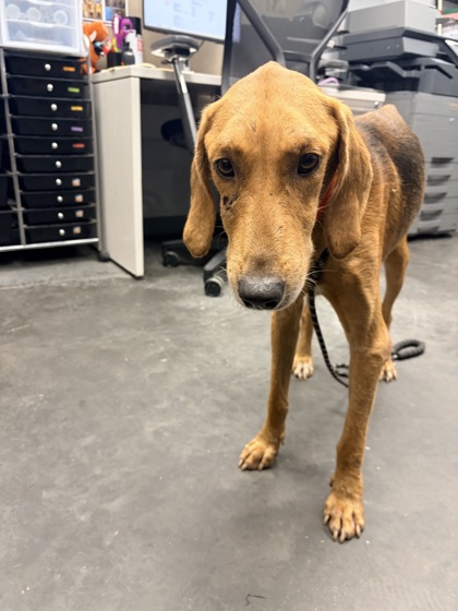 Shelter Stray Male Dog last seen Near Cainhoy Road, Berkeley County, SC, 2455 Remount Rd, North Charleston, SC 29406, USA