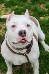 Shelter Stray Female Dog last seen Near Hammond DR Atlanta, Georgia 30328, Other - Out of County, GA, 3280 Chamblee Dunwoody Rd, Chamblee, GA 30341, USA