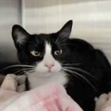 Shelter Stray Female Cat last seen Near State St, Sedro-Woolley, WA, 18911 Kelleher Rd, Burlington, WA 98233, USA