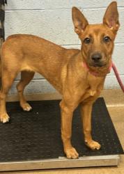 Shelter Stray Female Dog last seen Near Waldrop Place, Decatur, GA, 30034, 30034, GA, 3280 Chamblee Dunwoody Rd, Chamblee, GA 30341, USA