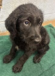 Shelter Stray Female Dog last seen Near Buford Hwy NE, Atlanta, GA 30341, 30341, GA, 3280 Chamblee Dunwoody Rd, Chamblee, GA 30341, USA
