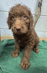 Shelter Stray Female Dog last seen Near Buford Hwy NE, Atlanta, GA 30341, 30341, GA, 3280 Chamblee Dunwoody Rd, Chamblee, GA 30341, USA