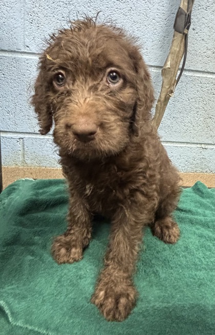 Shelter Stray Female Dog last seen Near Buford Hwy NE, Atlanta, GA 30341, 30341, GA, 3280 Chamblee Dunwoody Rd, Chamblee, GA 30341, USA