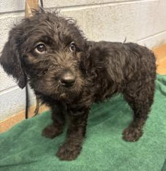 Shelter Stray Female Dog last seen Near Buford Hwy NE, Atlanta, GA 30341, 30341, GA, 3280 Chamblee Dunwoody Rd, Chamblee, GA 30341, USA