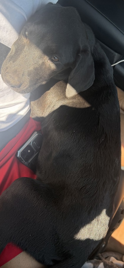 Shelter Stray Female Dog last seen Iris Lane & Glenwood Road, 30032, GA, 3280 Chamblee Dunwoody Rd, Chamblee, GA 30341, USA