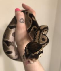 Shelter Stray Unknown Ball python last seen Near MONTREAL CREEK CIRCLE, 30021, GA, 3280 Chamblee Dunwoody Rd, Chamblee, GA 30341, USA