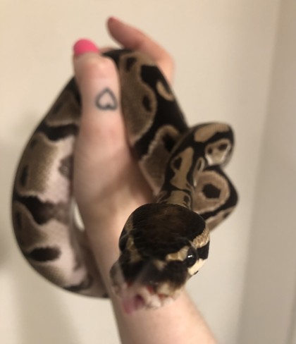 Shelter Stray Unknown Ball python last seen Near MONTREAL CREEK CIRCLE, 30021, GA, 3280 Chamblee Dunwoody Rd, Chamblee, GA 30341, USA