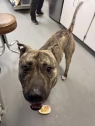Shelter Stray Male Dog last seen Near block woodlawn ave ne, Seattle, WA, 2061 15th Ave W, Seattle, WA 98119, USA