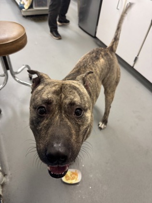 Shelter Stray Male Dog last seen Near block woodlawn ave ne, Seattle, WA, 2061 15th Ave W, Seattle, WA 98119, USA