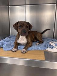 Shelter Stray Male Dog last seen , Harrison County, MS, 2615 25th Ave, Gulfport, MS 39501, USA