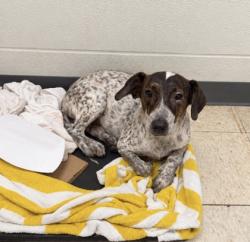 Shelter Stray Male Dog last seen , Harrison County, MS, 2615 25th Ave, Gulfport, MS 39501, USA