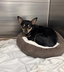 Shelter Stray Male Dog last seen , Harrison County, MS, 2615 25th Ave, Gulfport, MS 39501, USA