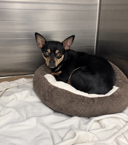 Shelter Stray Male Dog last seen , Harrison County, MS, 2615 25th Ave, Gulfport, MS 39501, USA