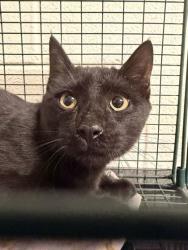 Shelter Stray Male Cat last seen YWAC, Knox County GP, TN, 3201 Division St, Knoxville, TN 37919, USA
