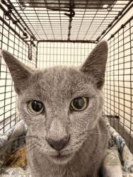 Shelter Stray Male Cat last seen YWAC, Knox County GP, TN, 3201 Division St, Knoxville, TN 37919, USA