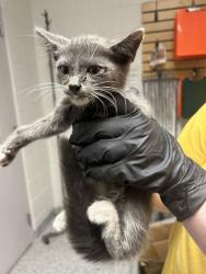 Shelter Stray Male Cat last seen Near Kingston Pike, City of Knoxville ASO, TN, 3201 Division St, Knoxville, TN 37919, USA