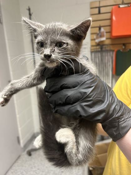 Shelter Stray Male Cat last seen Near Kingston Pike, City of Knoxville ASO, TN, 3201 Division St, Knoxville, TN 37919, USA