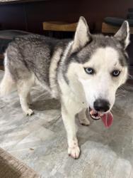 Found/Stray Unknown Dog last seen Andrews and oakland, Wilton Manors, FL 33311