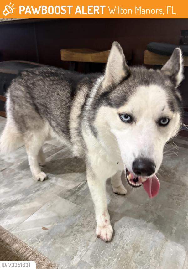 Found/Stray Unknown Dog last seen Andrews and oakland, Wilton Manors, FL 33311