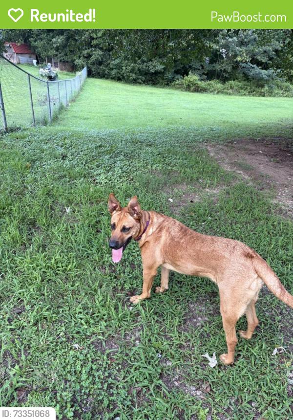 Reunited Female Dog last seen Duncan and Watkins, Greenville, SC 29617