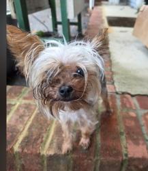 Reunited Female Dog last seen Duty drive/neal dr, Bluff City, TN 37618