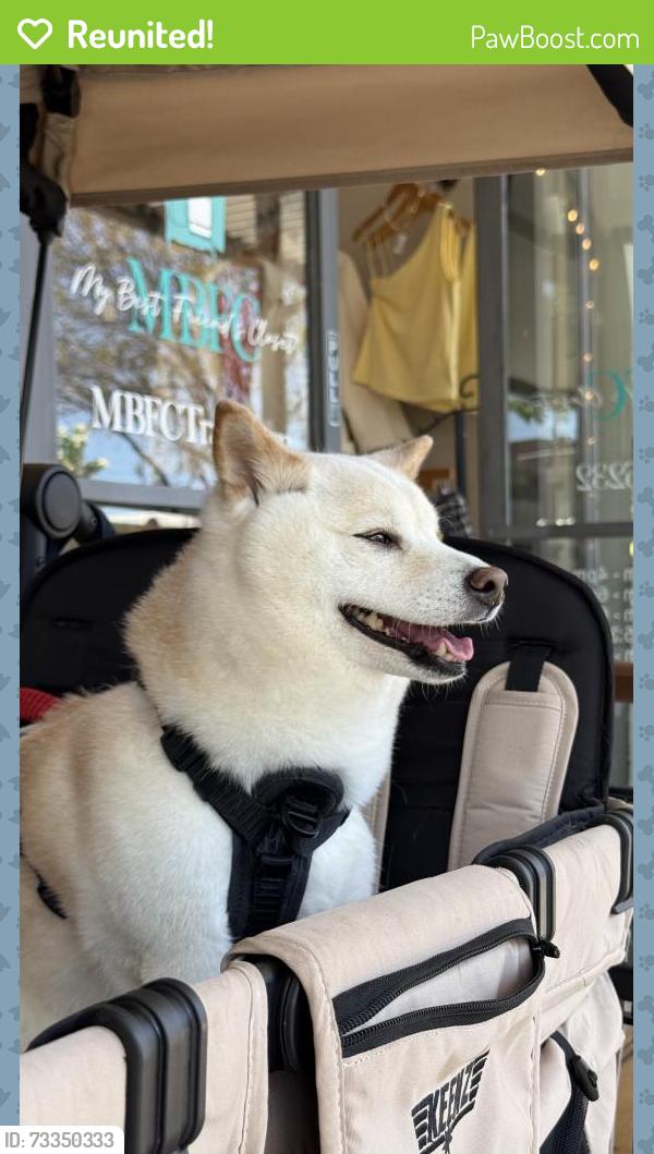Reunited Female Dog last seen Gail drive, Lathrop, CA 95330