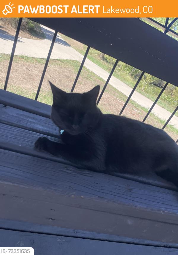 Found/Stray Unknown Cat last seen Belmar Park, Lakewood, CO 80232