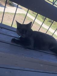 Found/Stray Unknown Cat last seen Belmar Park, Lakewood, CO 80232
