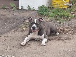 Lost Female Dog last seen County rd e, White Bear Lake, MN 55110