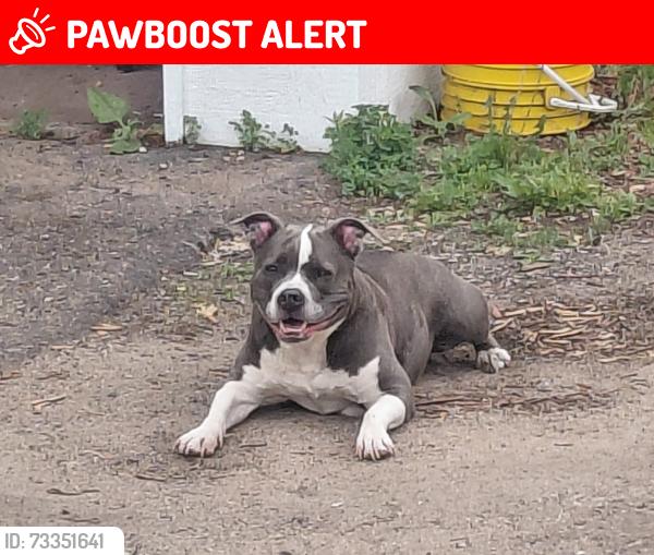 Lost Female Dog last seen County rd e, White Bear Lake, MN 55110