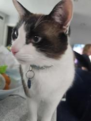 Lost Male Cat last seen Crestview and cloverlane, Kennedale, TX 76060