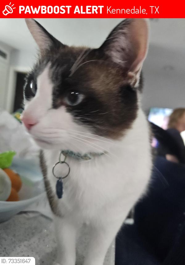 Lost Male Cat last seen Crestview and cloverlane, Kennedale, TX 76060