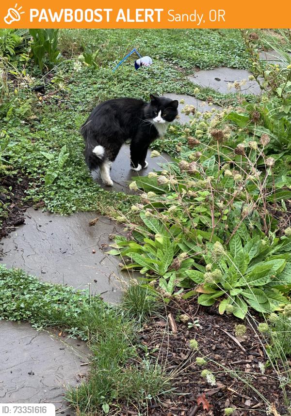 Found/Stray Unknown Cat last seen Fred Meyer, Sandy, OR, Sandy, OR 97055