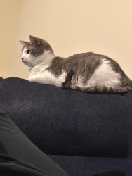 Lost Male Cat last seen Kentshire neighborhood, Bonaire, GA 31005