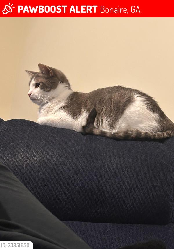 Lost Male Cat last seen Kentshire neighborhood, Bonaire, GA 31005