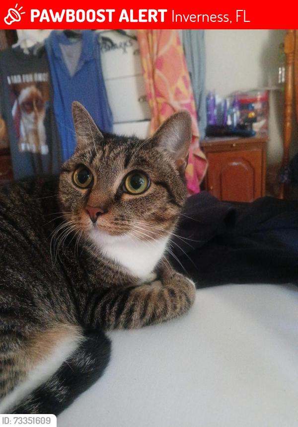 Lost Female Cat last seen S Highlands Ave & E Glover St, Inverness, FL 34452