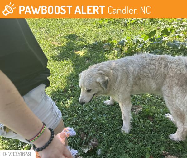 Found/Stray Female Dog last seen Hookers Gap Rd Candler, Candler, NC 28715