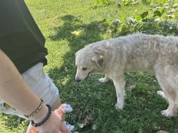 Found/Stray Female Dog last seen Hookers Gap Rd Candler, Candler, NC 28715